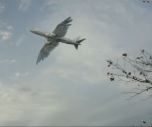 A bird flying in the sky.
(bird, flight, sky, wildlife, seagulls, nature, air, cloud, wing, fly, waterfowl, goose, freedom, animal, outdoors, migration, feather, water, landscape, airplane)